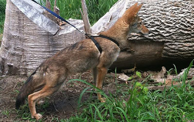 coyote coyotes pup exoticanimalsforsale