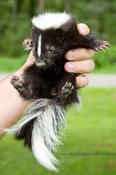 skunk skunks baby pet exoticanimalsforsale