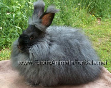 spayed female rabbit for sale