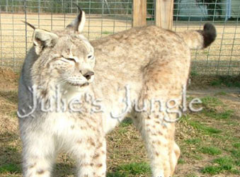 Lynx For Sale